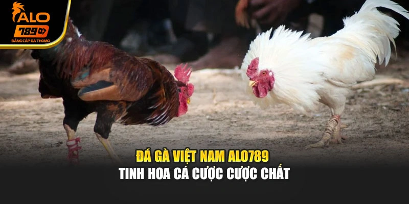 Đá Gà Việt Nam Alo789 -  Tinh Hoa Cá Cược Cược Chất