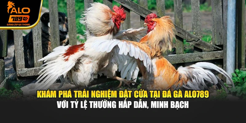 Khám phá trải nghiệm đặt cửa tại đá gà Alo789 với tỷ lệ thưởng hấp dẫn, minh bạch
