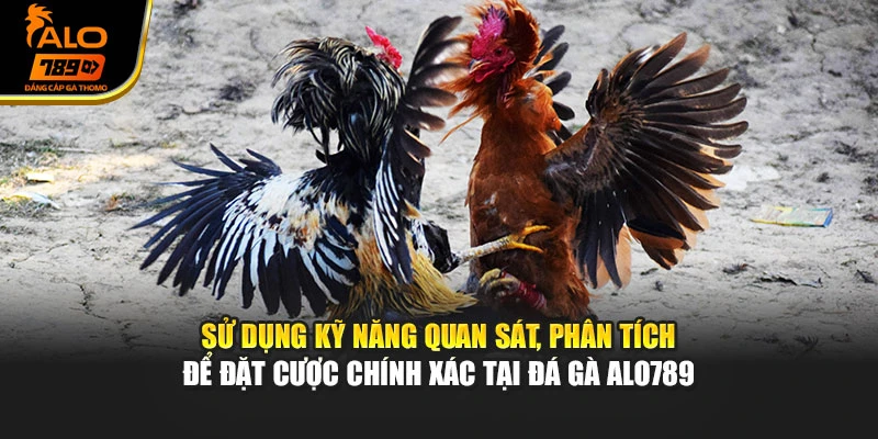 Sử dụng kỹ năng quan sát, phân tích để đặt cược chính xác tại đá gà Alo789